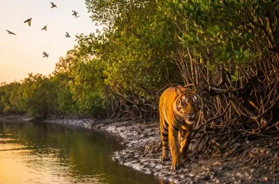 Where the Wild Feels Real