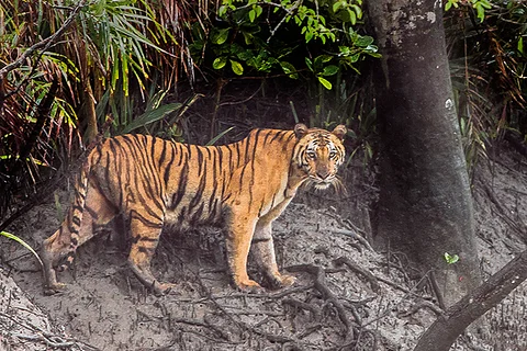 Wildlife and Adventure Escape