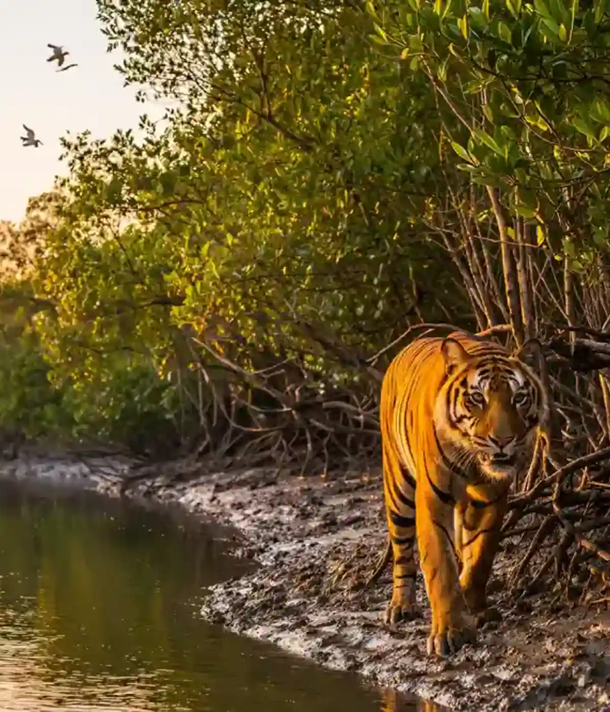 Royal Bengal Tiger