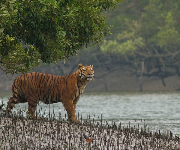 Quick Sundarbans Gateway