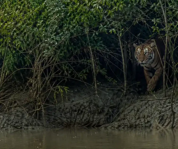 Classic Sundarbans Explorer